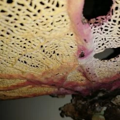 Vendora Φυσικό γνήσιο κοράλλι. 21 Vendora Φυσικό γνήσιο κοράλλι. -vendora shop d32b3e412db5da89471cdab1010685f0f20cb370 xl