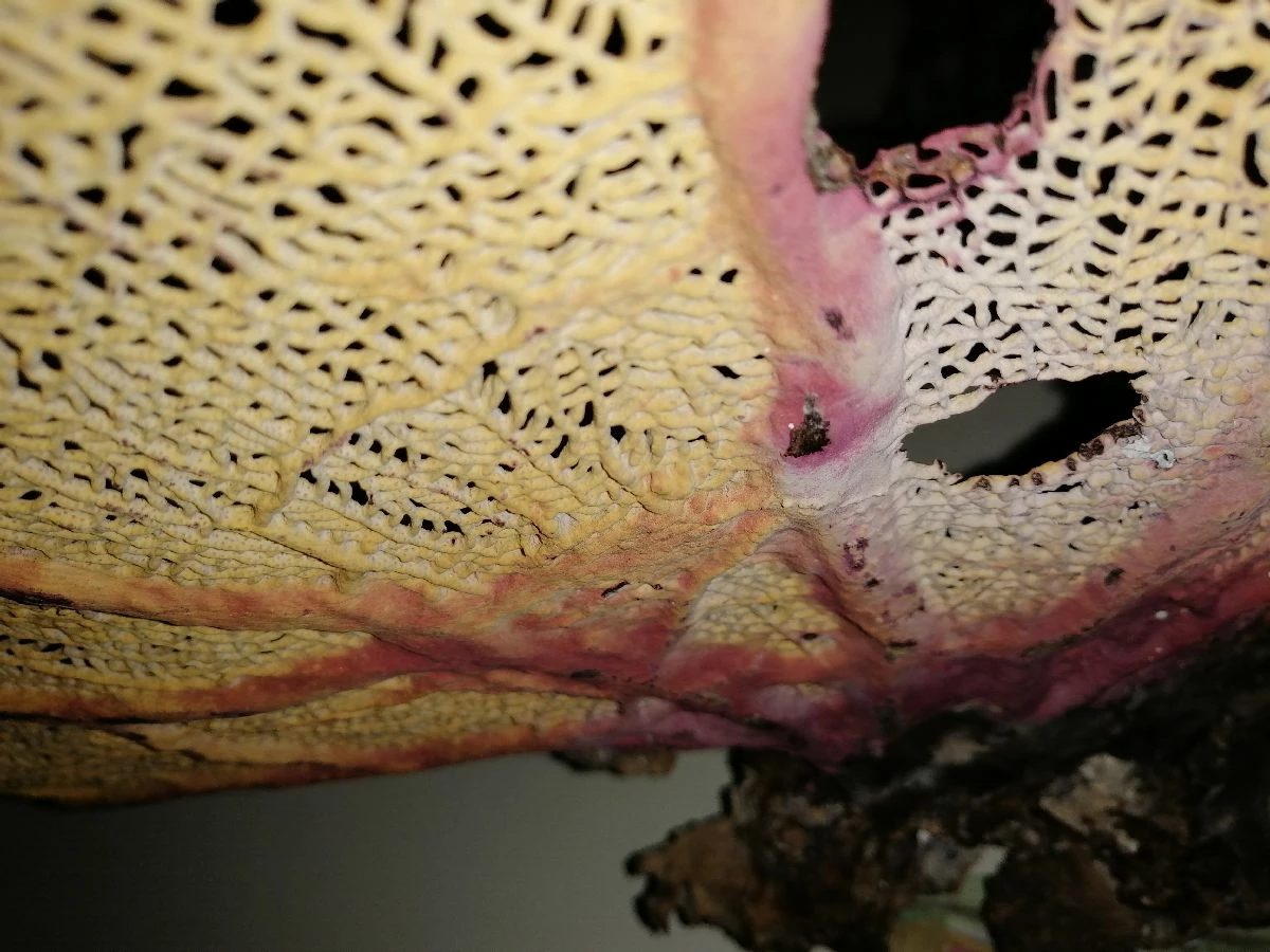 Vendora Φυσικό γνήσιο κοράλλι. 10 Vendora Φυσικό γνήσιο κοράλλι. - Image 8