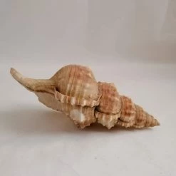 Vendora ΚΟΧΥΛΙΑ Natural Big Seashell Conch Mussel Large Seashell Snail Aquarium -vendora shop d362e1fcaa4b4bd0ce54d2bcf29de390bd715c23 xl