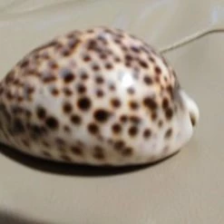 Vendora Κοχύλι κυπραία τίγρης μικρό -vendora shop d3a6a9749fbf33ed54d56856576185848aefe109 xl