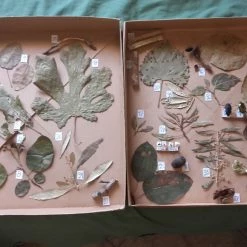 Vendora Εντομοπαθολόγιο