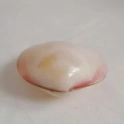 Vendora ΚΟΧΥΛΙΑ Collectible Seashell Sealed Clam Shell 8,5cm -vendora shop d4bc9de0cb5390cef627c8d820ea17b9aaa1de5f xl