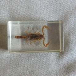 Vendora Εντομα DeAgostini - Σκορπιος 7 Vendora Εντομα DeAgostini - Σκορπιος -vendora shop d4c7160a3a516db9602997bb71c0a45bb05b80ba xl