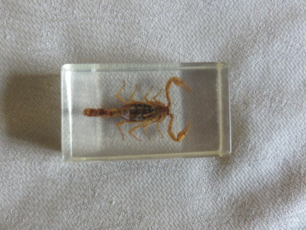 Vendora Εντομα DeAgostini - Σκορπιος 5 Vendora Εντομα DeAgostini - Σκορπιος - Image 3