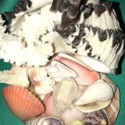 Vendora Σύνθεση από διαφορά κοχυλια -vendora shop d4f66fec2389d88d35c41db0c91de486bc71b3b3 xl