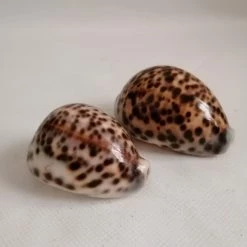 Vendora ΚΟΧΥΛΙΑ Tiger Shell Cowrie 2 Pcs Spotted Specimen Natural -vendora shop d60090b414fcaa115dfe9be799167631207cae6b xl