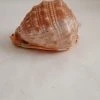 Vendora ΚΟΧΥΛΙΑ Natural Big Sea Shells Snail Wanbao Conch Helmet Shell Νο2 -vendora shop d6366abed2274cd388b46a13d53cdc0bc3bad29f xl
