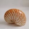 Vendora ΚΟΧΥΛΙΑ Sea Shell Fossil Snail Orange White 11cm -vendora shop d63b54f3ee11ba38f7b827659c7e84d288d49746 xl