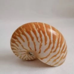 Vendora ΚΟΧΥΛΙΑ Sea Shell Fossil Snail Orange White 11cm
