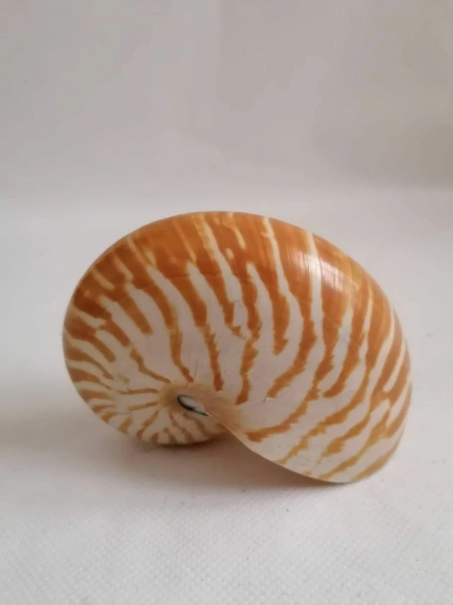 Vendora ΚΟΧΥΛΙΑ Sea Shell Fossil Snail Orange White 11cm 3 Vendora ΚΟΧΥΛΙΑ Sea Shell Fossil Snail Orange White 11cm