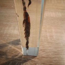 Vendora Μεγάλος Σκορπιός -vendora shop d6b1810c27af2d7769913cdb0f87e03eae0d69b9 xl