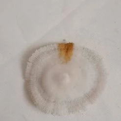 Vendora ΚΟΧΥΛΙΑ White Natural Mushroom Coral Round 8,5cm -vendora shop d7faf5f70516271c27257b6a33be2be4cafe6494 xl