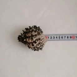 Vendora ΚΟΧΥΛΙΑ Murex Black Spiral Sea Shells Size 10cm Natural -vendora shop d838e5f8a93931a661ef6e0e4e51c2bda0220b68 xl