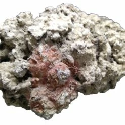 Vendora Πέτρωμα από θαλάσσιο βυθό