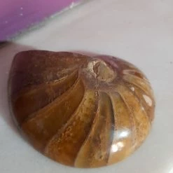 Vendora Απολιθωμα ΑΜΜΩΝΙΤΗΣ -vendora shop d9a1c82b857fd0852b216852ecb3e312a60af2fb xl