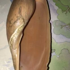 Vendora Κοχύλι θαλασσης -vendora shop dae4988c5c829c35538552337a2dc127ec40bef5 xl