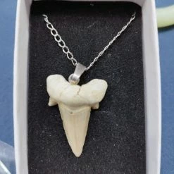 Vendora Δόντι Καρχαρία