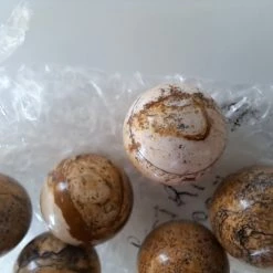 Vendora ΝΕΑ ΠΑΡΑΛΑΒΉ. WETRIFIED WOOD, 112 ΓΡΑΜΜΑΡΊΩΝ, 10 ΤΕΜΆΧΙΑ, ΔΙΑΜΈΤΡΟΥ 20 ΧΙΛ. -vendora shop dba3783eb47880df8c2ece6f551d4c93f9bfd457 xl