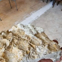 Vendora Μοναδικοί παλαιοντολογικοί λίθοι 250 εκατομμυρίων ετών με απολιθώματα κοχυλιών -vendora shop dceefccdb02a964ab6846a24be076433fd3db476 xl