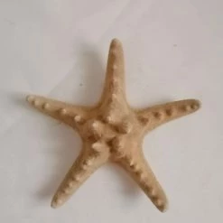 Vendora ΚΟΧΥΛΙΑ Big Natural Thorny Starfish, Sea Ocean Water Marine Ornamental Bathroom Shell 7 Vendora ΚΟΧΥΛΙΑ Big Natural Thorny Starfish, Sea Ocean Water Marine Ornamental Bathroom Shell -vendora shop dcf0e1b8d0e38d9e0e3fe10a431391e37b75ae28 xl
