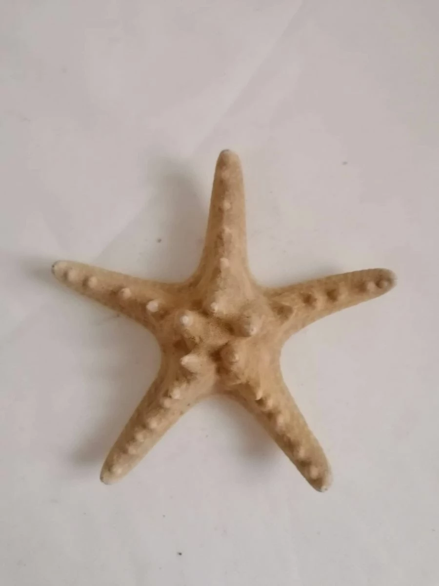 Vendora ΚΟΧΥΛΙΑ Big Natural Thorny Starfish, Sea Ocean Water Marine Ornamental Bathroom Shell 4 Vendora ΚΟΧΥΛΙΑ Big Natural Thorny Starfish, Sea Ocean Water Marine Ornamental Bathroom Shell - Image 2