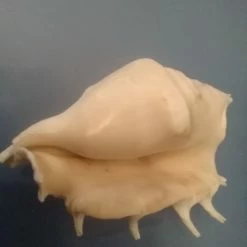 Vendora Κοχύλι θάλασσας!!! -vendora shop dd5ce49ccfb51ed277b53e0cb8da542d8455d296 xl