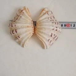 Vendora ΚΟΧΥΛΙΑ Marine Sea Decor 18cm Giant Clam Tridacna Big Conch Natural Craft Ornaments 15 Vendora ΚΟΧΥΛΙΑ Marine Sea Decor 18cm Giant Clam Tridacna Big Conch Natural Craft Ornaments -vendora shop ddeb4e0940c53b109df3f73036c7eca4c7533c9a xl