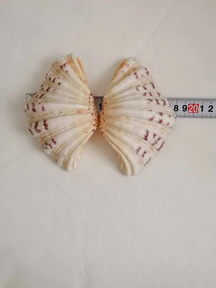 Vendora ΚΟΧΥΛΙΑ Marine Sea Decor 18cm Giant Clam Tridacna Big Conch Natural Craft Ornaments 9 Vendora ΚΟΧΥΛΙΑ Marine Sea Decor 18cm Giant Clam Tridacna Big Conch Natural Craft Ornaments - Image 7