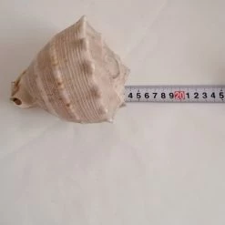 Vendora ΚΟΧΥΛΙΑ Natural Big Sea Shells Snail Wanbao Conch Helmet Shell 13 Vendora ΚΟΧΥΛΙΑ Natural Big Sea Shells Snail Wanbao Conch Helmet Shell -vendora shop de43705d2034262cda406902892e18b2b990a4d5 xl