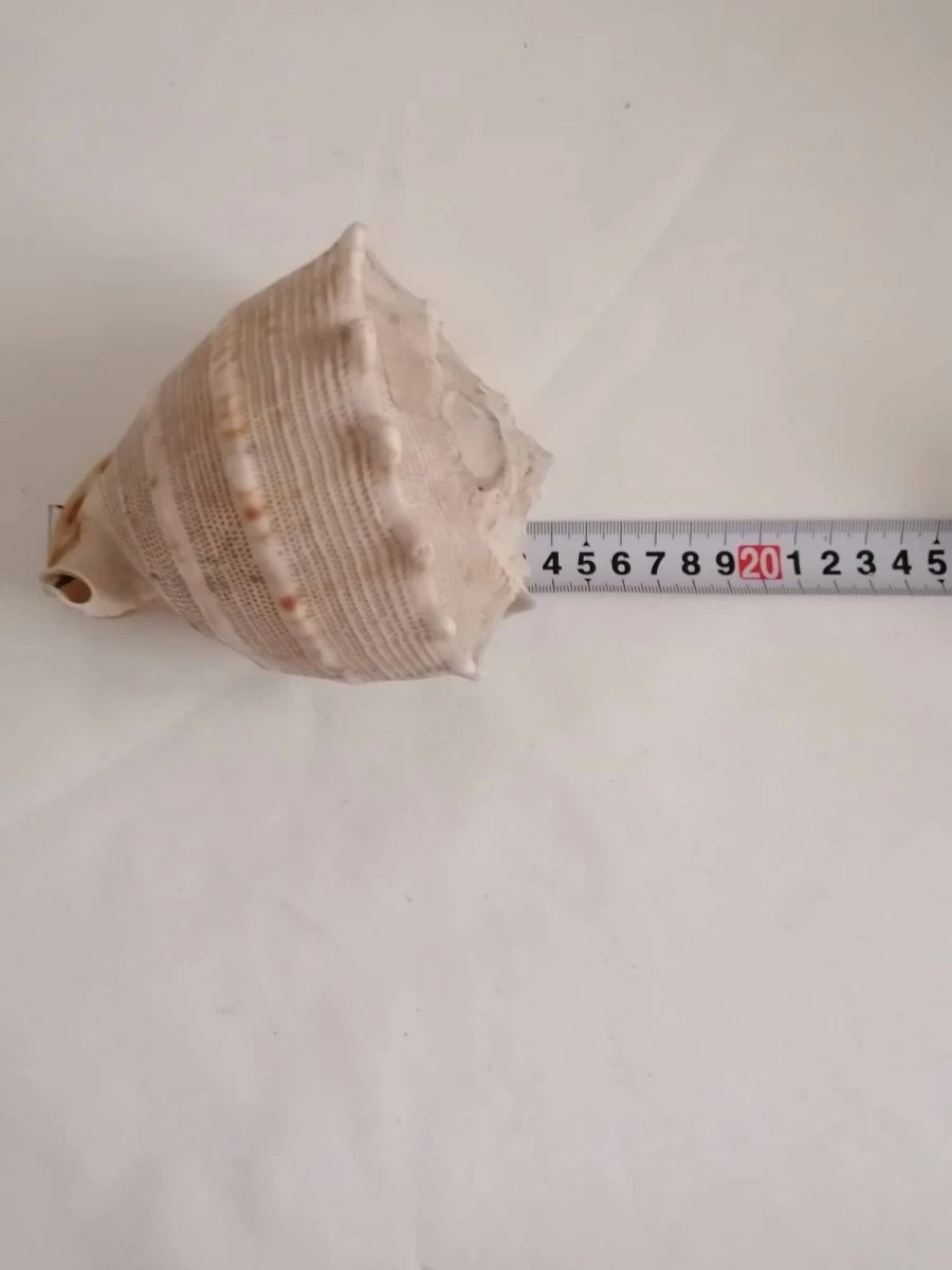 Vendora ΚΟΧΥΛΙΑ Natural Big Sea Shells Snail Wanbao Conch Helmet Shell 7 Vendora ΚΟΧΥΛΙΑ Natural Big Sea Shells Snail Wanbao Conch Helmet Shell - Image 5