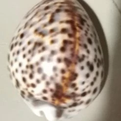 Vendora Κοχύλι κυπραία τίγρης μικρό -vendora shop de978fab448d130a47a50c80596a5d9d39f420d1 xl