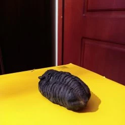 Vendora Τριλοβίτης παλαιοζωικού αιώνα ,400 εκατομμυρίων ετών,της Δεβόνιας περιόδου,διαστάσεων 12χ7,βάρους 900 γραμμαρίων