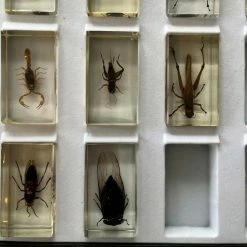 Vendora Deagostini Vintage Συλλογή Εντόμων -vendora shop e193e0df712e904a8e3d63b13d57058002a17ed7 xl