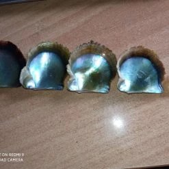 Vendora Φανταχτερά στρείδια