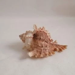 Vendora ΚΟΧΥΛΙΑ Marine Sea Decoration 11,5 Cm Big Conch Natural Ornaments Shell -vendora shop e25eaded6a5c54a661e18ebfa71866abfe986850 xl