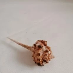 Vendora ΚΟΧΥΛΙΑ Natural Conch Shell Cony 10cm 7 Vendora ΚΟΧΥΛΙΑ Natural Conch Shell Cony 10cm -vendora shop e379c920298ae6b37670e3c042bcc64c81b538f6 xl