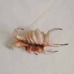 Vendora ΚΟΧΥΛΙΑ Natural Conch Shells 14,5 Cm Natural Water Conch Shells Hexagonal -vendora shop e6cc60d82ae97270e1e050b069f1505bb1efed66 xl