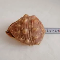 Vendora ΚΟΧΥΛΙΑ Natural Big Sea Shells Snail Wanbao Conch Helmet Shell -vendora shop e6ffe3dd7f7bcdf806f699b884c9684ec1431d1c xl
