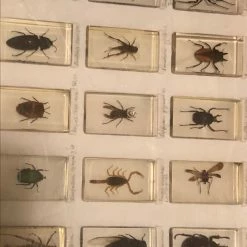 Vendora Συλλογή εντόμων