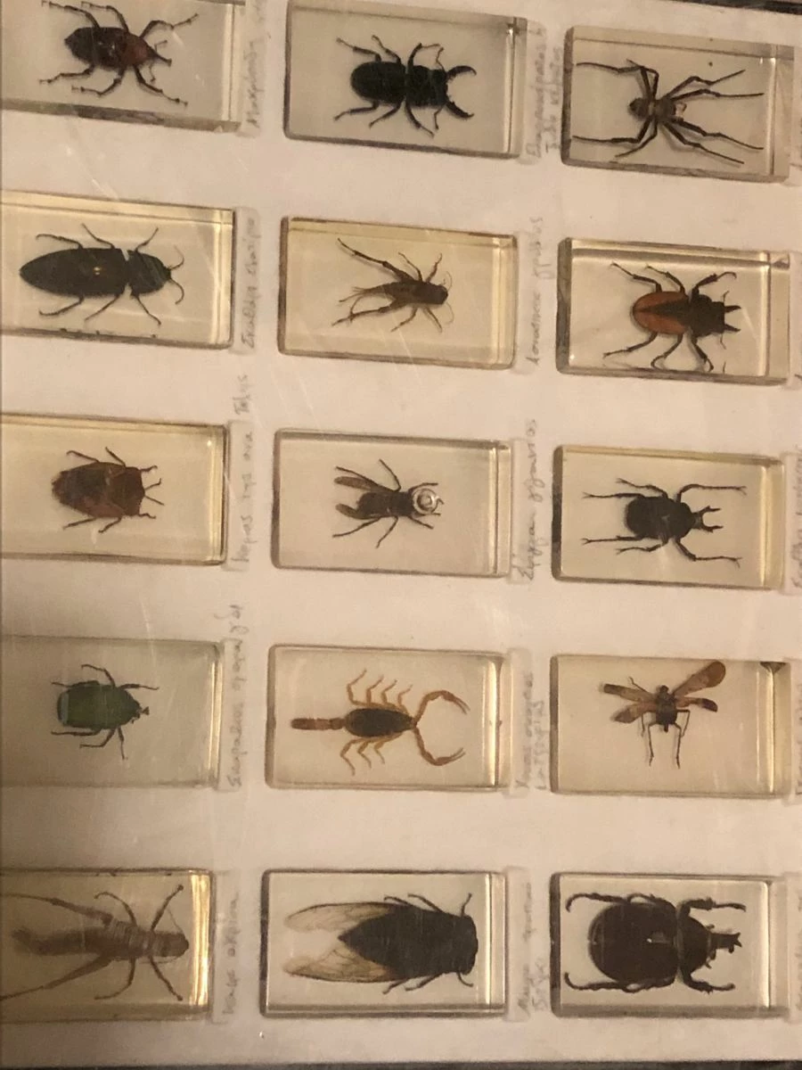 Vendora Συλλογή εντόμων 3 Vendora Συλλογή εντόμων