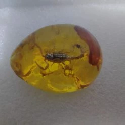 Vendora Σκορπιος Μεσα σε Απομιμηση Κεχριμπαριου -vendora shop e7240d6ec009e15316fe105db6e9b2016c98c635 xl