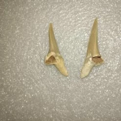 Vendora Φυσικα Δοντια Καρχαρια -vendora shop e74eff4fbed5aec5fa96bb47866a25ef650cf327 xl