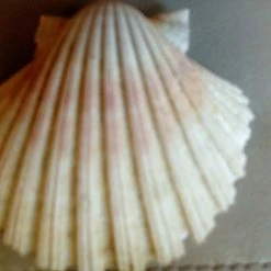 Vendora 12 Κοχύλια της 10ετίας του 1970 -vendora shop e7c8ff0ce2bc2ca606138bc9c1b8fccfafbfebee xl