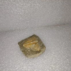 Vendora Φυσικο Απολιθωμα Ασπονδυλο Τριλοβιτης -vendora shop e97163473bdd3e25ba0173bcbaeaaf8c8da468e9 xl