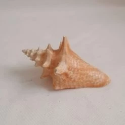 Vendora ΚΟΧΥΛΙΑ Natural Conch Shell Dragon Head Snail 10cm -vendora shop e9ce41e2db765ffb403819d4e86a067faac00eb7 xl