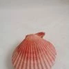 Vendora ΚΟΧΥΛΙΑ Natural Seashell Sealed Pink Shell 8cm -vendora shop ea7e546e653983265a60342e4806560dda53c0e6 xl