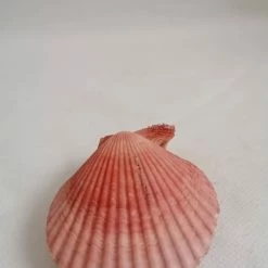 Vendora ΚΟΧΥΛΙΑ Natural Seashell Sealed Pink Shell 8cm