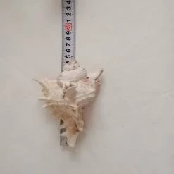 Vendora ΚΟΧΥΛΙΑ Natural Huge, Giant Murex Cone Shell For Your Collection, Beach Home Decor -vendora shop eac687bb3a27eb64edab935c3da60cbadd84e631 xl