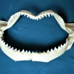 Vendora Σιαγόνα με δόντια καρχαρία σκελετός -vendora shop eb43a255907ceafecb3a1e585b5e3e20fb718900 xl
