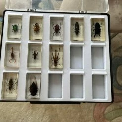 Vendora Deagostini Vintage Συλλογή Εντόμων -vendora shop ebf295309411771b8bb9794b1c67d444d5fb1f1c xl